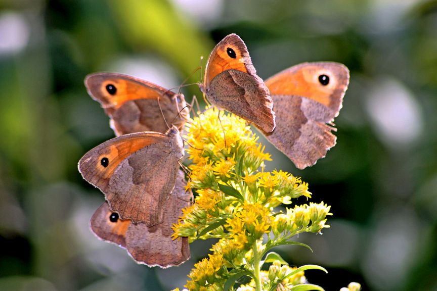 coenonympha o maniola?